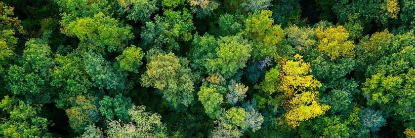 abstract green forest