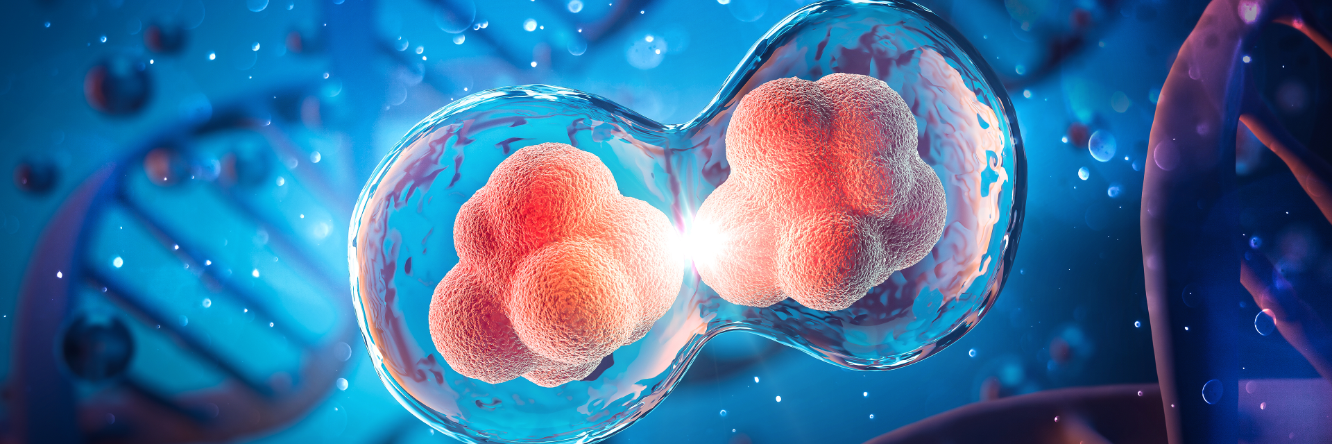 human cell division