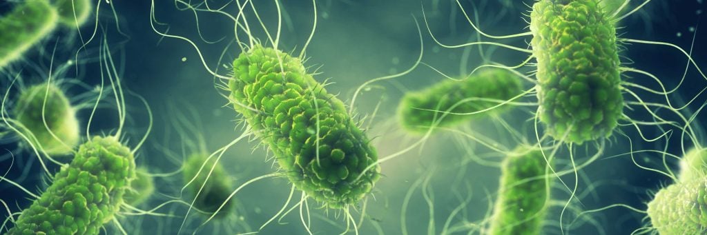 Salmonella bacteria